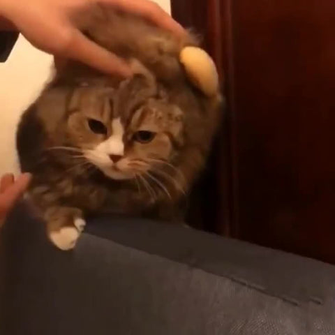 Pet Dog puppy cat Hat Cap Halloween Carnival Costume Accessories